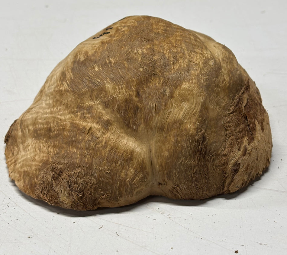 Brown Mallee Burl Blank 7" x 5" x 3" 2 Lbs #6431
