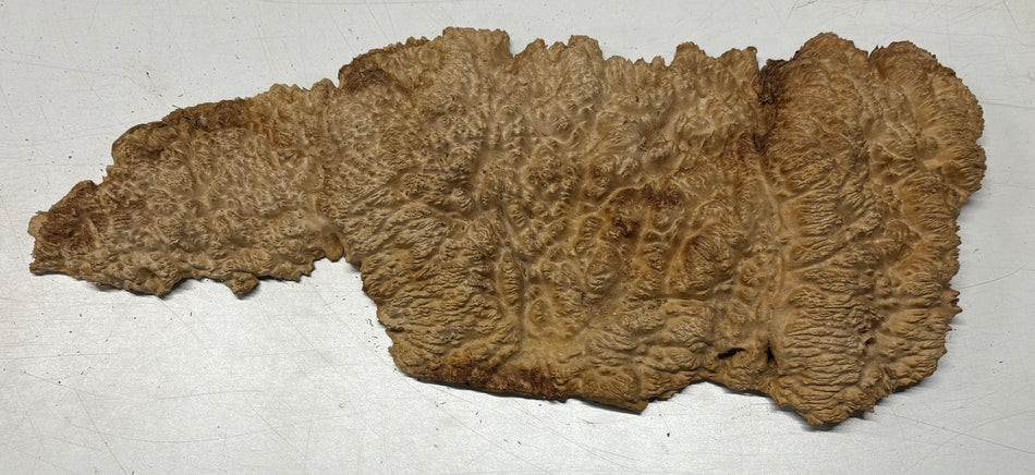 Brown Mallee Burl Blank 16" x 7" x 1" 2.7 Lbs #6432