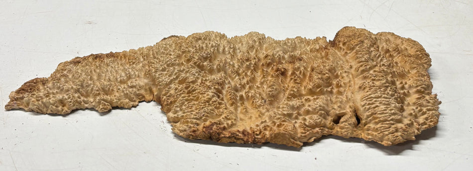 Brown Mallee Burl Blank 16" x 7" x 1" 2.7 Lbs #6432
