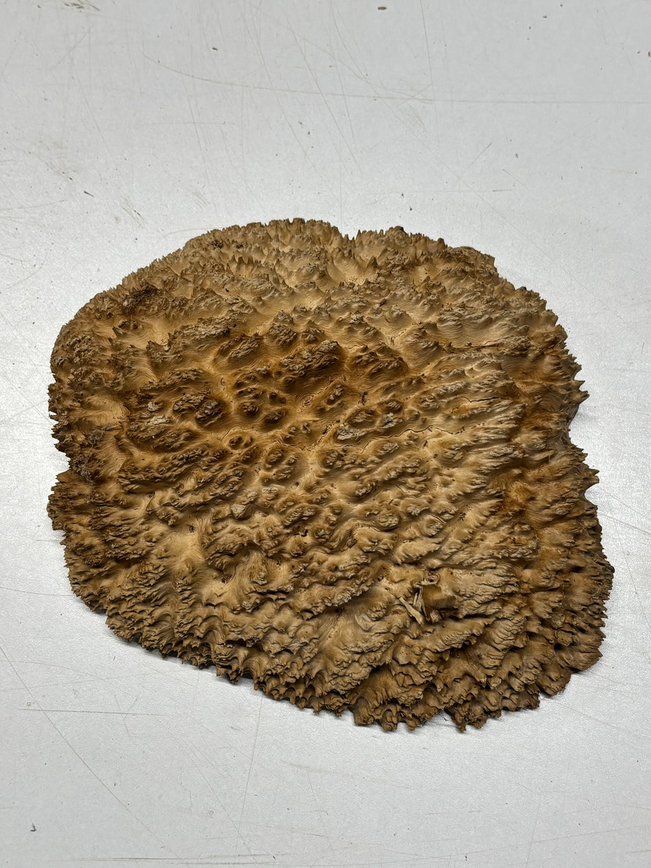 Brown Mallee Burl Blank 9" x 8" x 3" 3.2 Lbs #6433