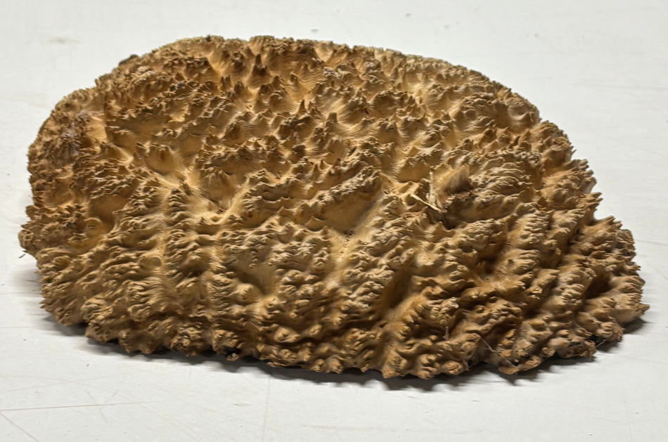 Brown Mallee Burl Blank 9" x 8" x 3" 3.2 Lbs #6433