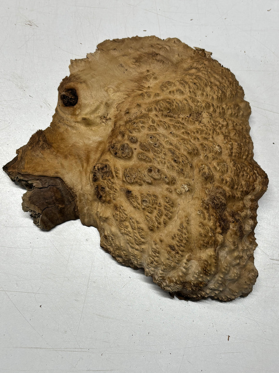 Brown Mallee Burl Blank 12" x 10" x 2" 4.3 Lbs #6434