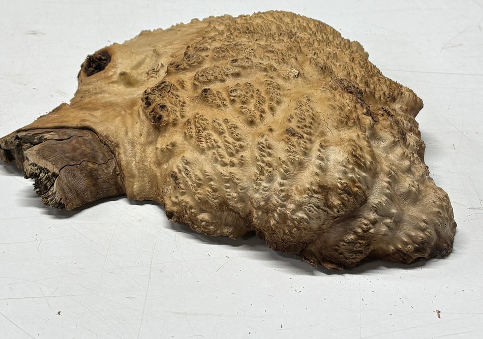 Brown Mallee Burl Blank 12" x 10" x 2" 4.3 Lbs #6434