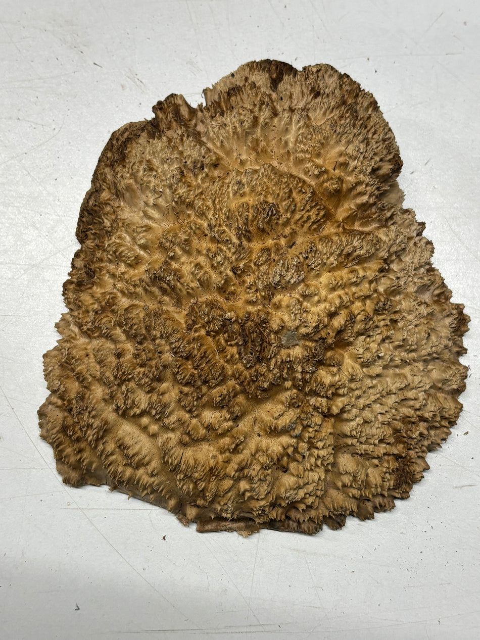 Brown Mallee Burl Blank 8" x 7" x 3" 2.7 Lbs #6435