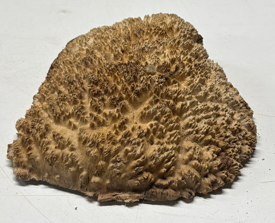 Brown Mallee Burl Blank 8" x 7" x 3" 2.7 Lbs #6435