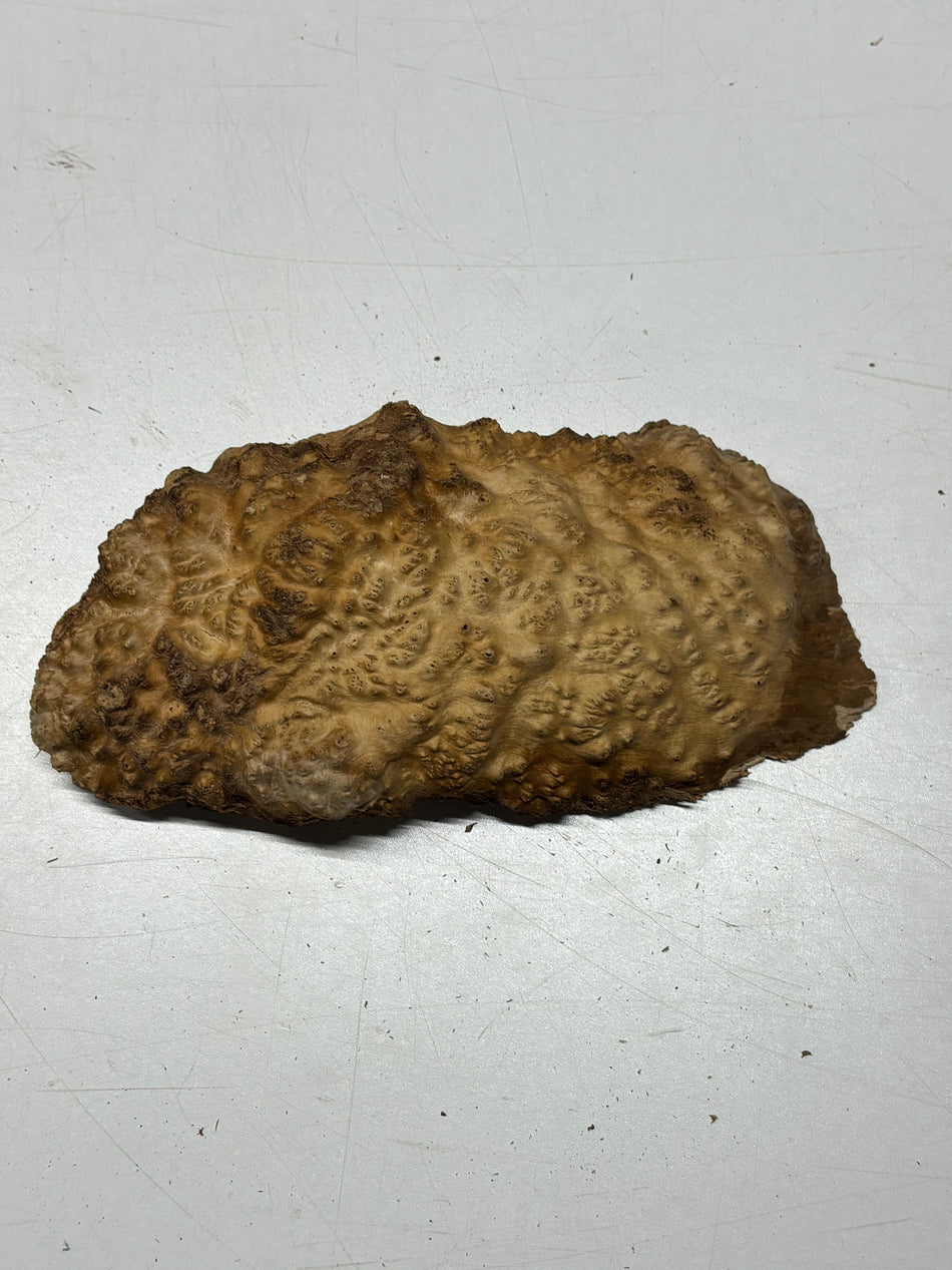 Brown Mallee Burl Blank 10" x 5" x 2" 2.2 Lbs #6436