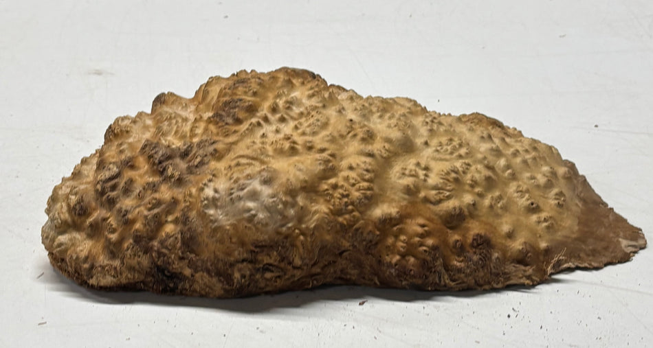 Brown Mallee Burl Blank 10" x 5" x 2" 2.2 Lbs #6436