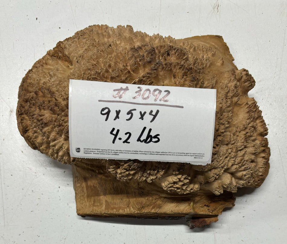 Red Mallee Burl Cookies - 9" x 7" x 4" #3092