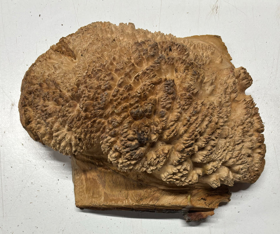 Red Mallee Burl Cookies - 9" x 7" x 4" #3092