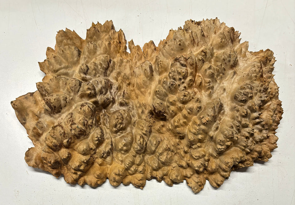 Red Mallee Burl Cookies - 21" x 11" x 3-1/4" #3093