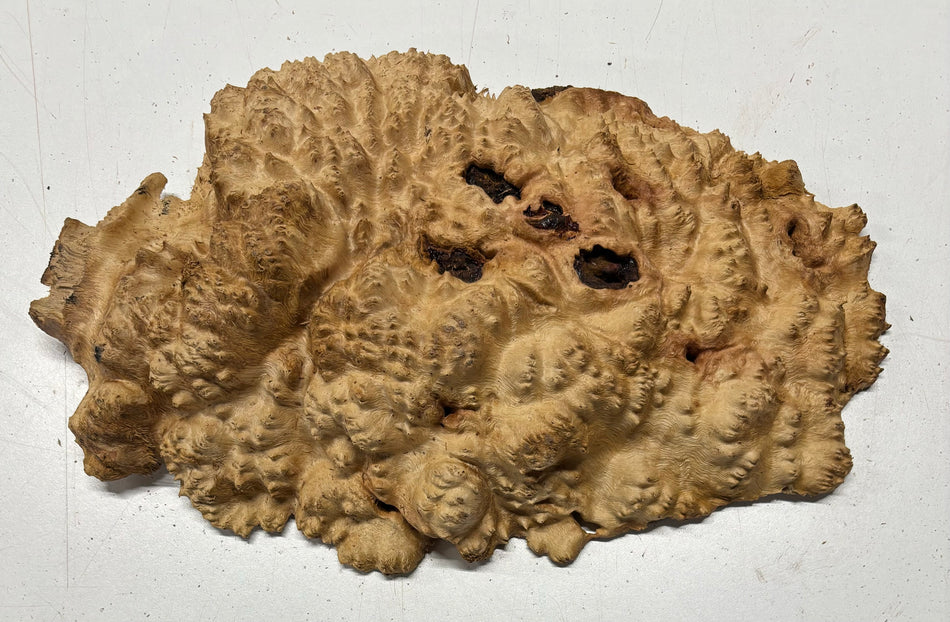 Red Mallee Burl Cookies - 12" x 7" x 2" #3094