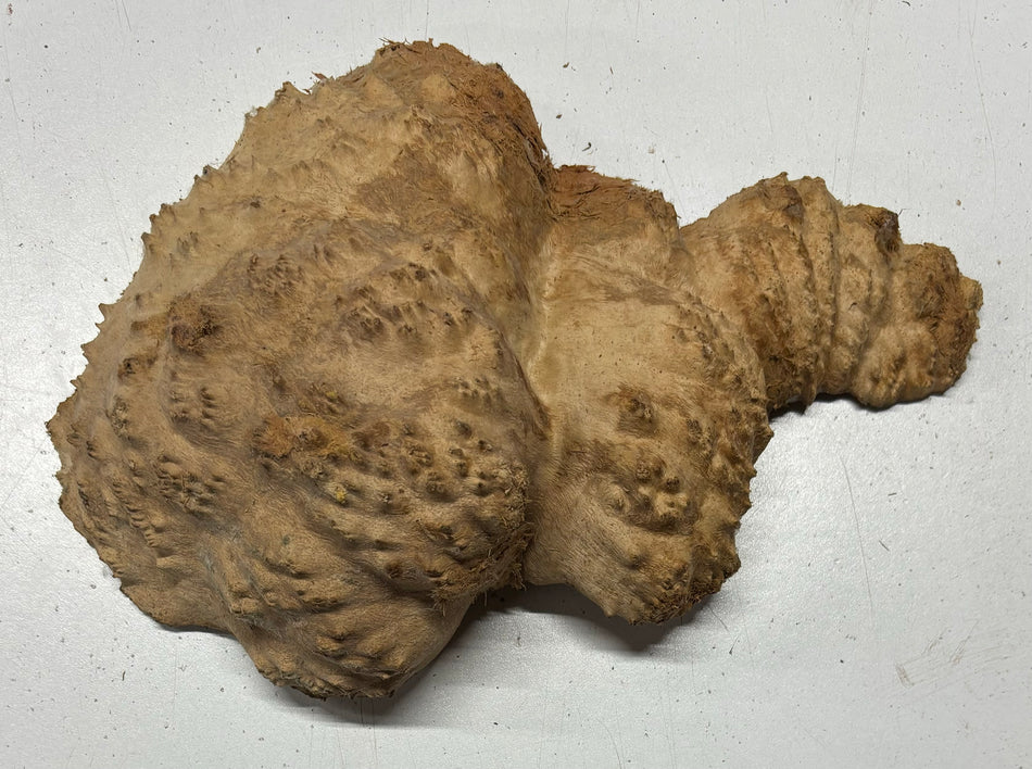 Red Mallee Burl Cookies - 8" x 6" x 3" #3096