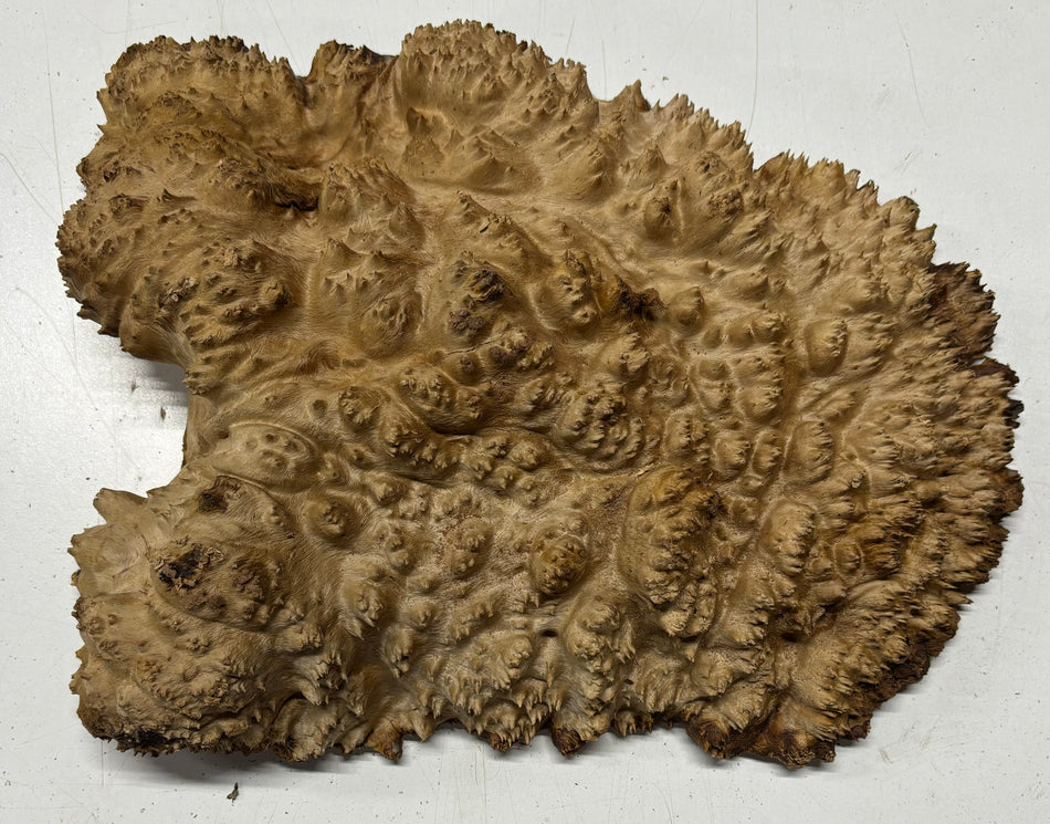 Red Mallee Burl Cookies - 13" x 10" x 3-1/2" #3097