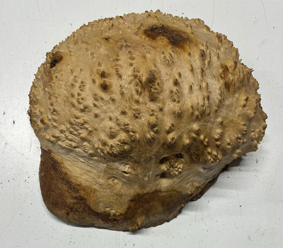 Red Mallee Burl Cookies - 9" x 9" x 5" #3098