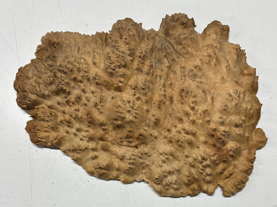 Red Mallee Burl Cookies - 13" x 9" x 2-1/2" #3099