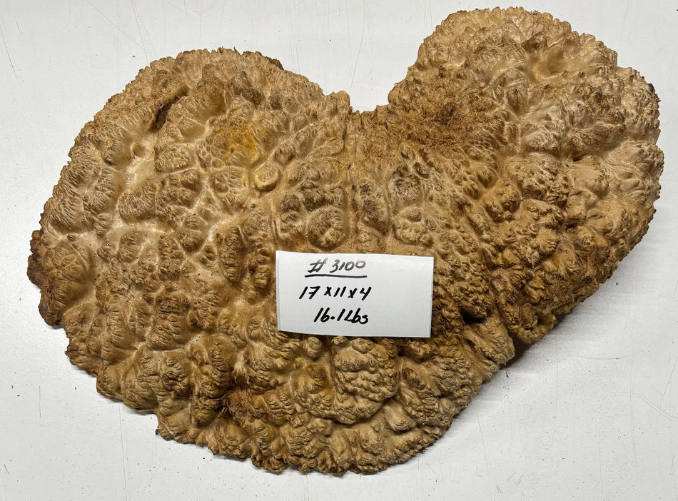 Red Mallee Burl Cookies - 17" x 11" x 4" #3100