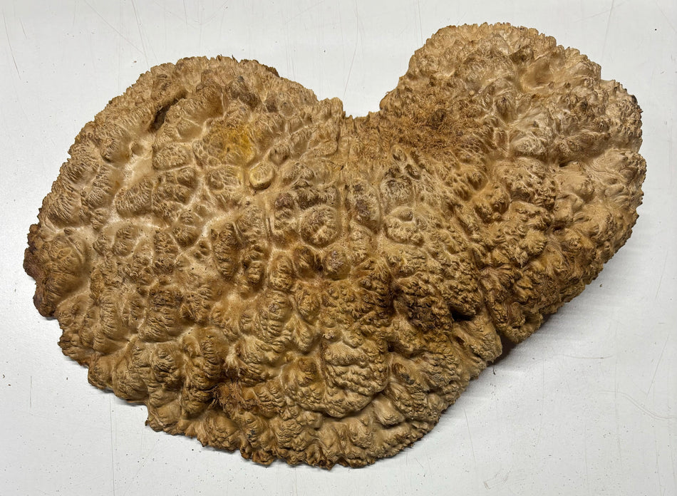 Red Mallee Burl Cookies - 17" x 11" x 4" #3100
