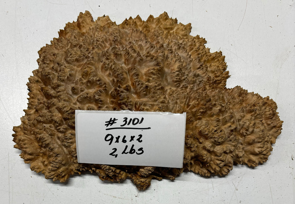 Red Mallee Burl Cookies - 9" x 6" x 2" #3101