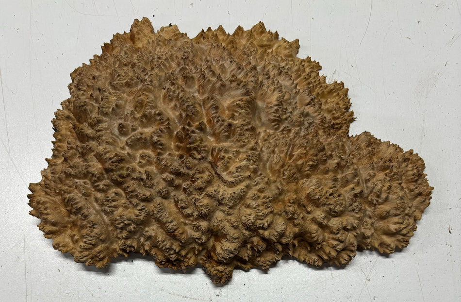 Red Mallee Burl Cookies - 9" x 6" x 2" #3101