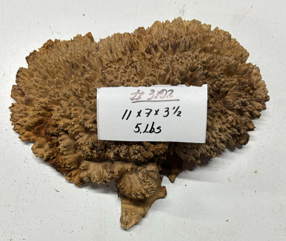 Red Mallee Burl Cookies - 11" x 7" x 3-1/2" #3102