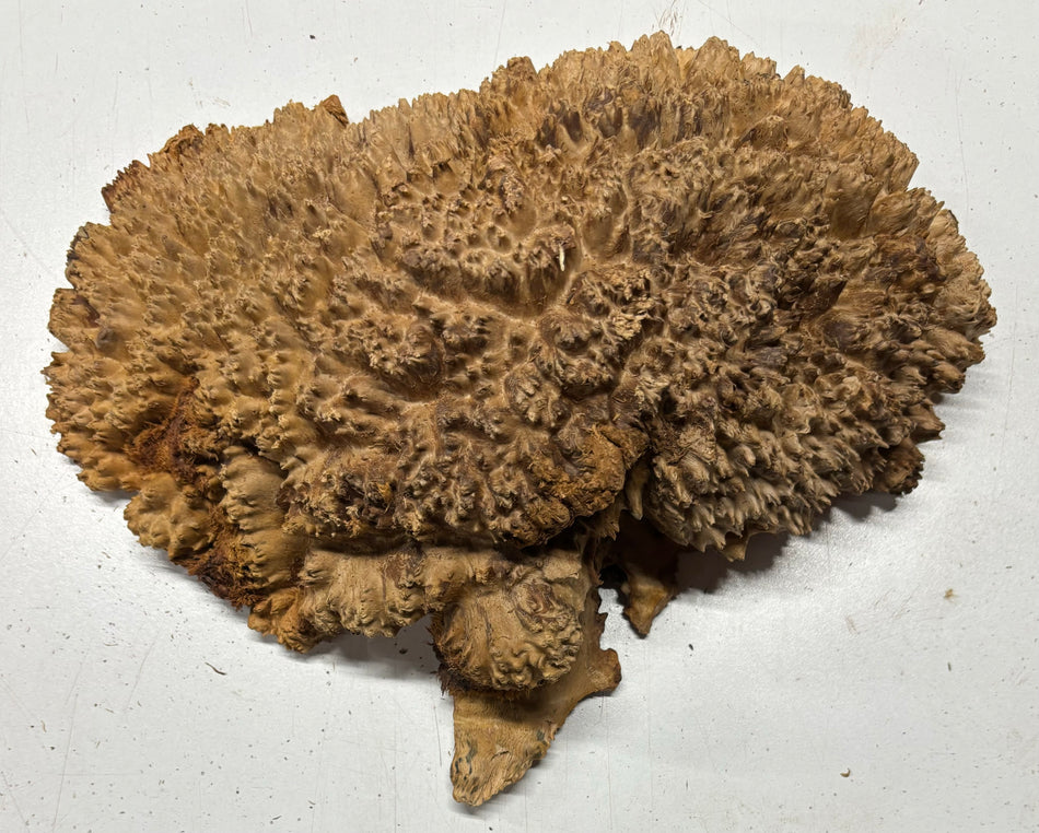 Red Mallee Burl Cookies - 11" x 7" x 3-1/2" #3102