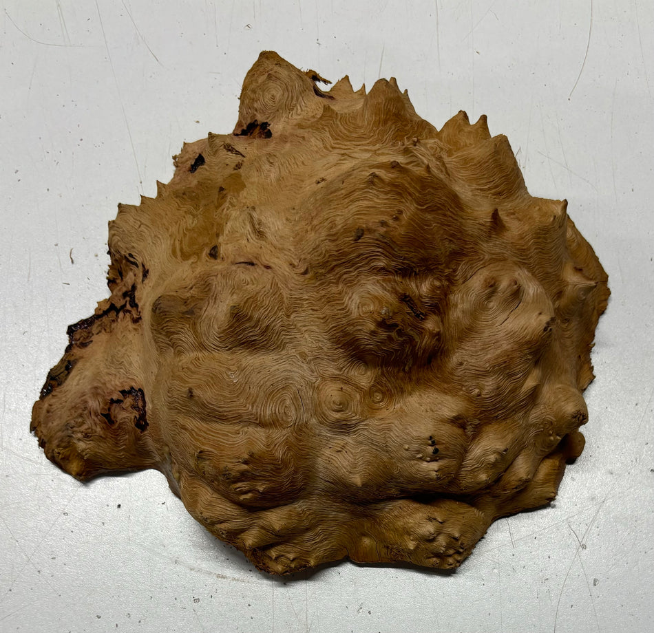 Red Mallee Burl Cookies - 7" x 7" x 3" #3103