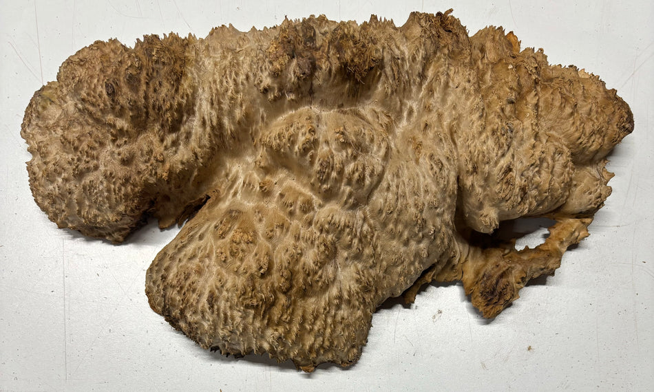 Red Mallee Burl Cookies - 15" x 9" x 4" #3104