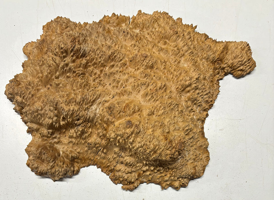 Red Mallee Burl Cookies - 15" x 10" x 3" #3105