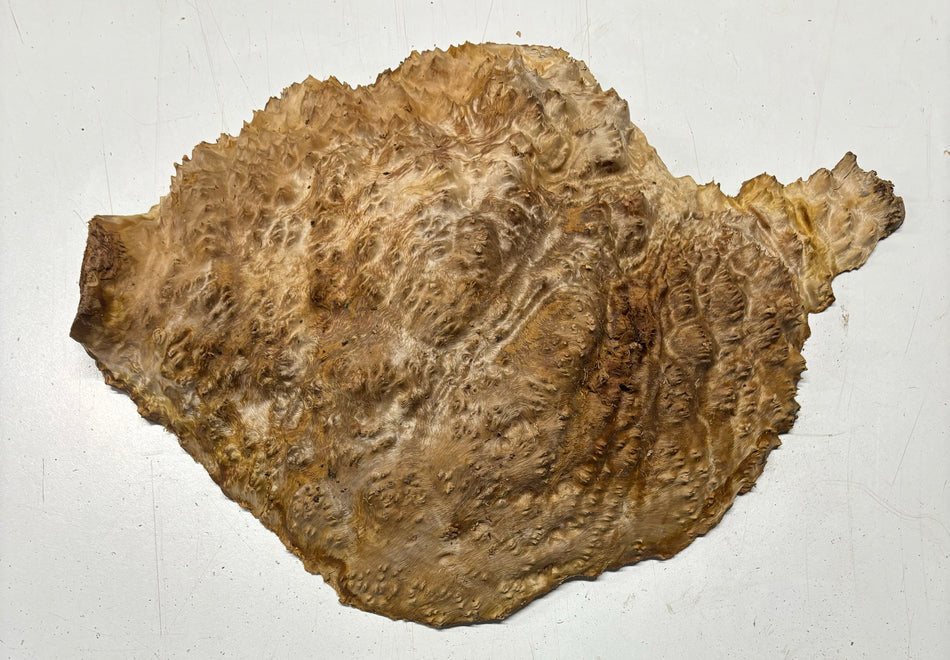 Red Mallee Burl Cookies - 12" x 12" x 2-1/2" #3106