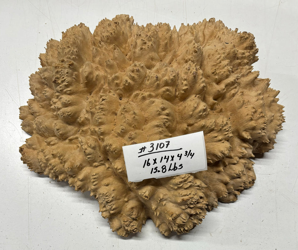Red Mallee Burl Cookies - 16" x 14" x 4-3/4" #3107