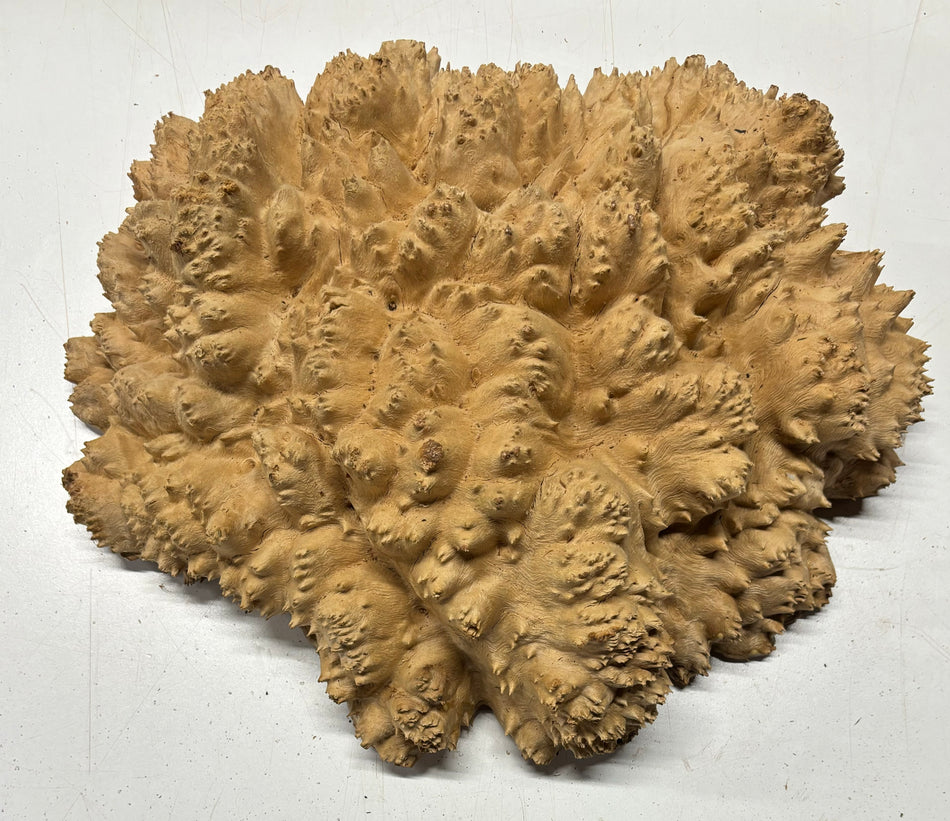 Red Mallee Burl Cookies - 16" x 14" x 4-3/4" #3107