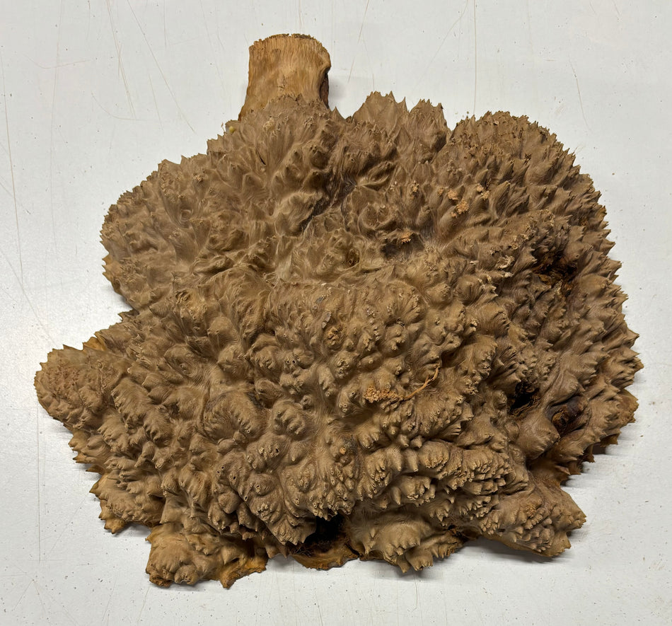 Red Mallee Burl Cookies - 12" x 10" x 4-1/2" #3108