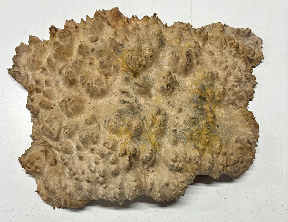 Red Mallee Burl Cookies - 13" x 12" x 3" #3109