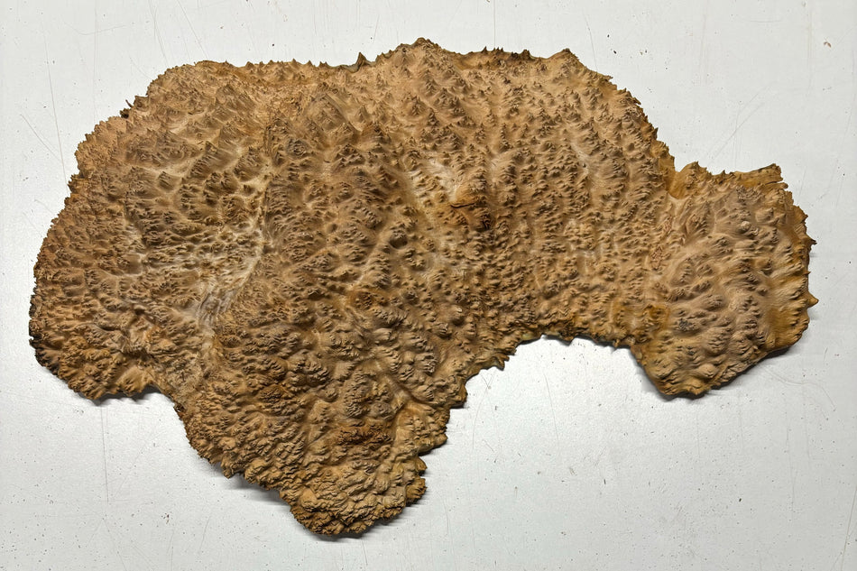 Red Mallee Burl Cookies - 13" x 12" x 2-1/2" #3110