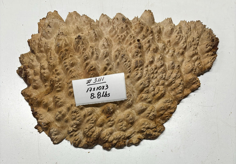 Red Mallee Burl Cookies - 17" x 10" x 3" #3111