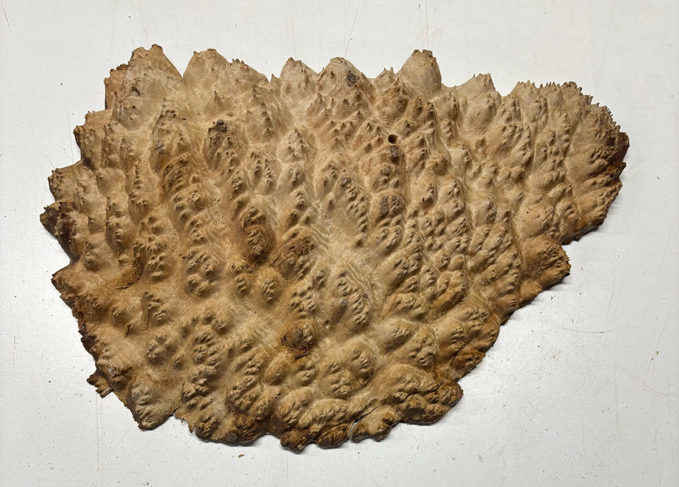 Red Mallee Burl Cookies - 17" x 10" x 3" #3111