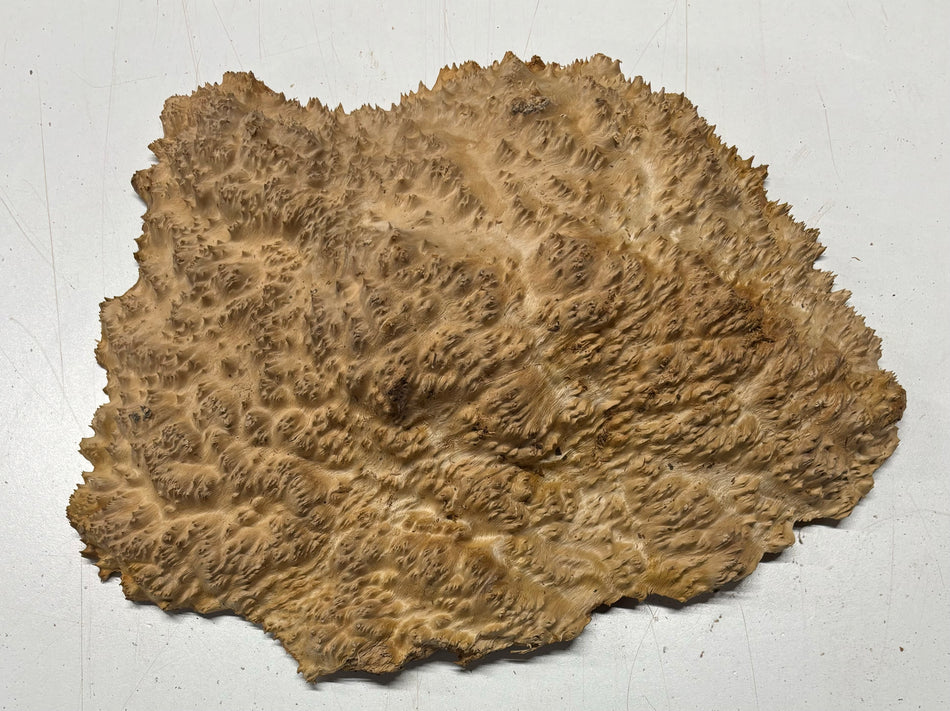 Red Mallee Burl Cookies - 12" x 9" x 2-5/8" #3112