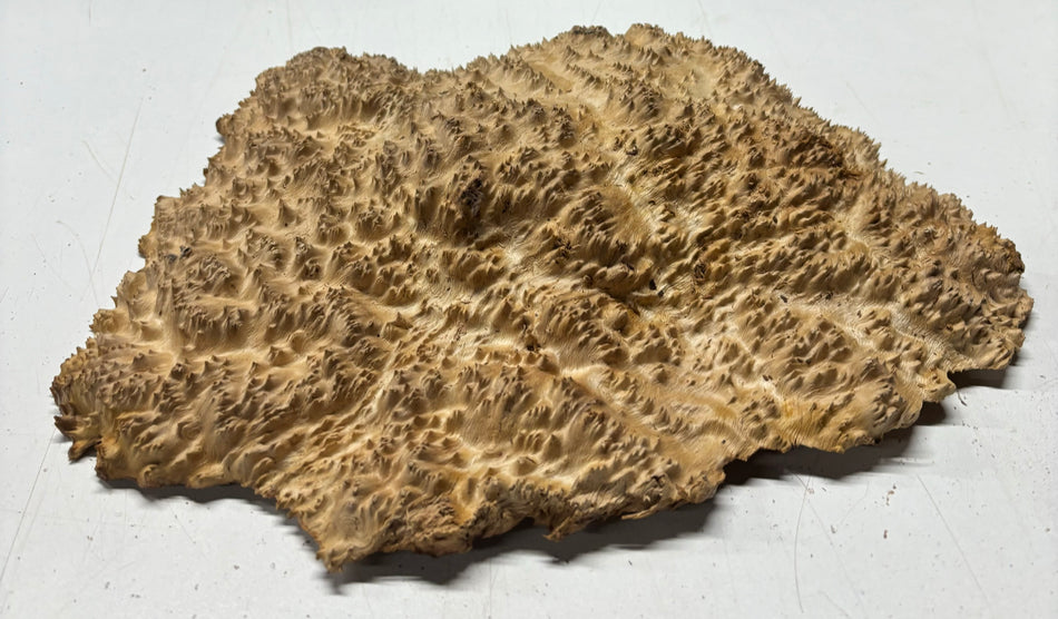 Red Mallee Burl Cookies - 12" x 9" x 2-5/8" #3112