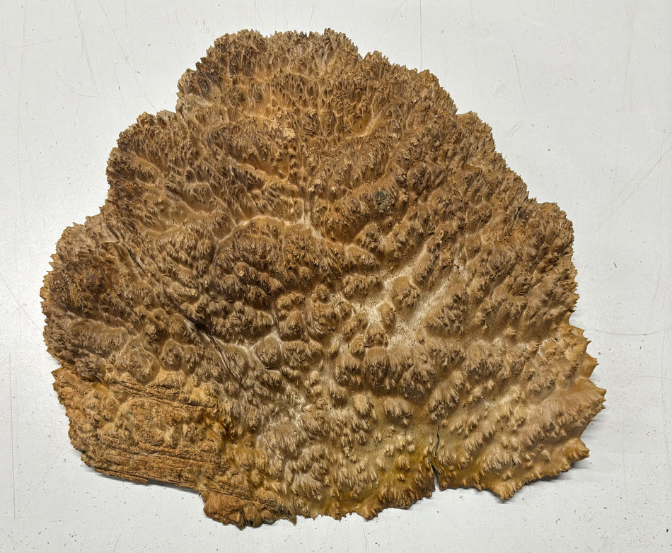 Red Mallee Burl Cookies - 12" x 10" x 2-1/2"#3113