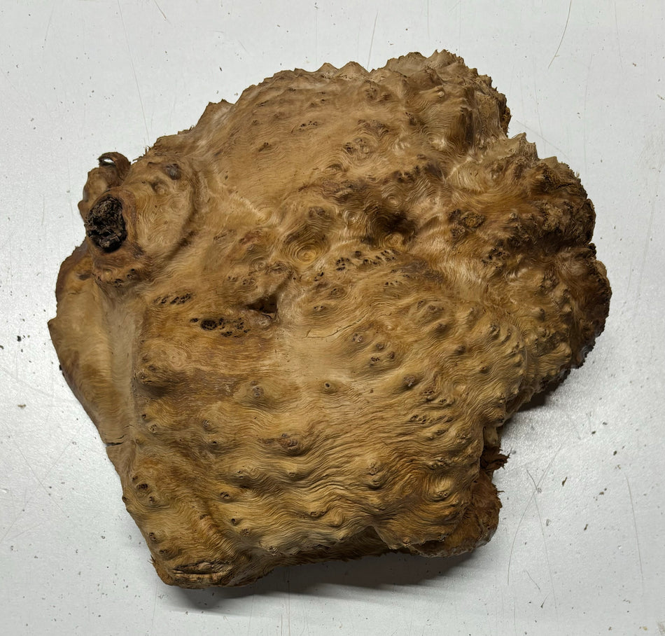 Red Mallee Burl Cookies - 7" x 7" x 3"#3116