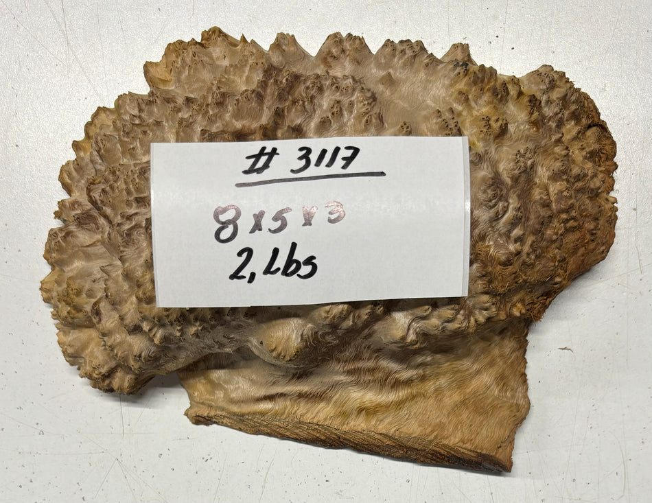 Red Mallee Burl Cookies - 8" x 5" x 3"#3117