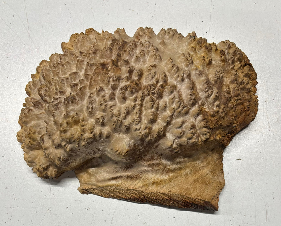 Red Mallee Burl Cookies - 8" x 5" x 3"#3117