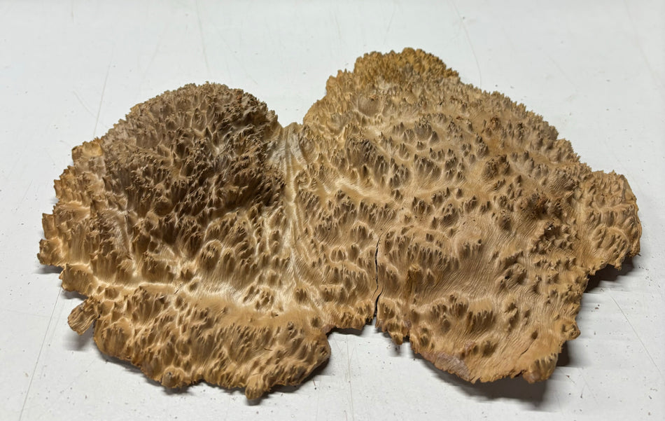 Red Mallee Burl Cookies - 8" x 7" x 1-1/4"#3120