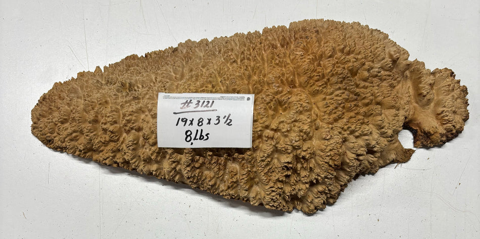 Red Mallee Burl Cookies - 19" x 8" x 3-1/2"#3121
