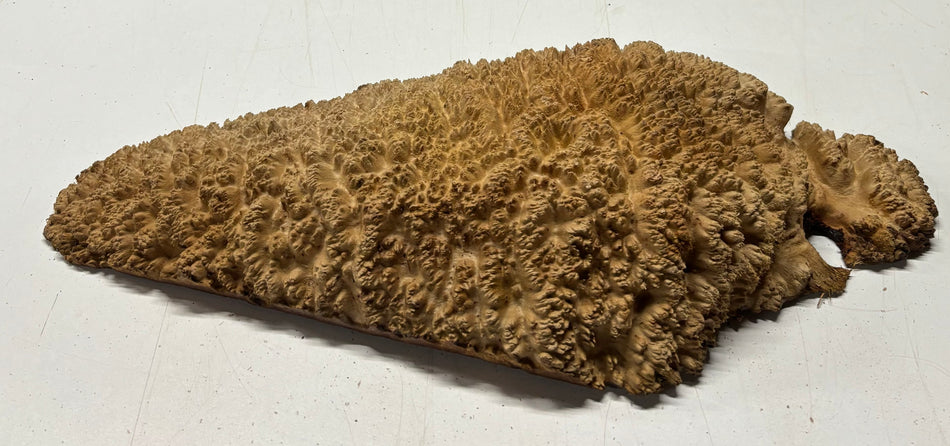 Red Mallee Burl Cookies - 19" x 8" x 3-1/2"#3121