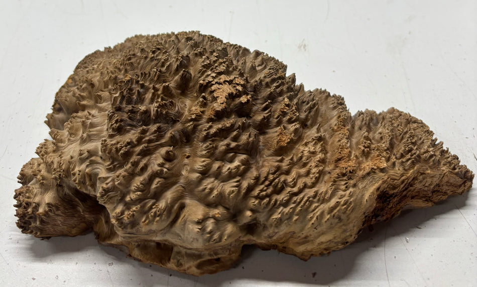 Red Mallee Burl Cookies - 9" x 5" x 2-1/2"#3122