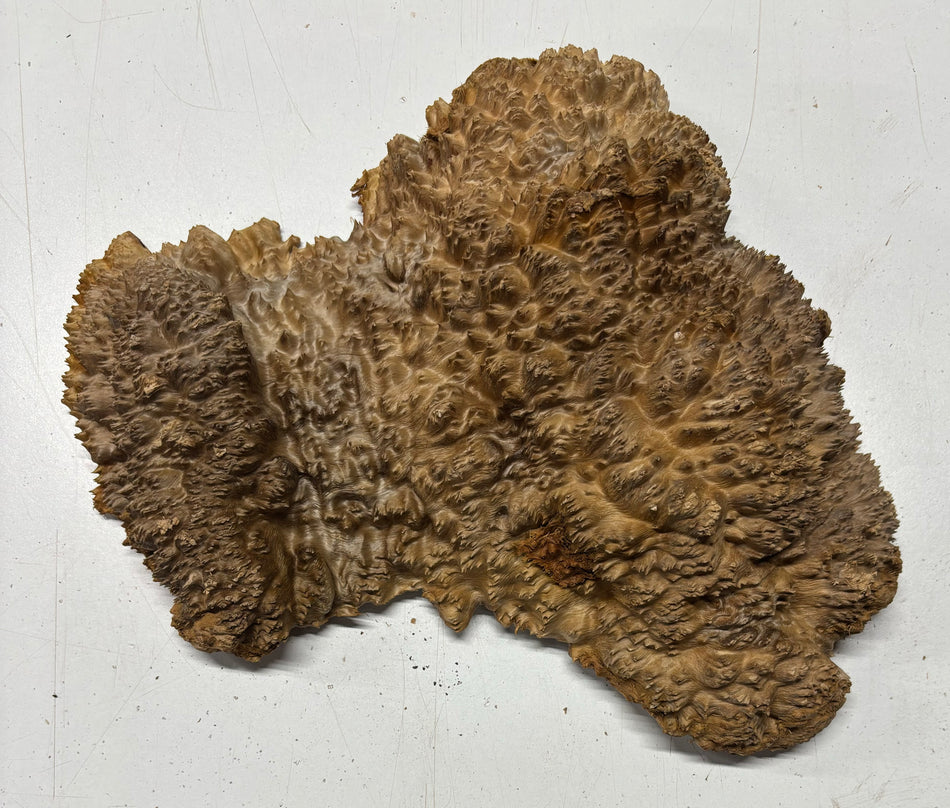 Red Mallee Burl Cookies - 11" x 8" x 3"#3123