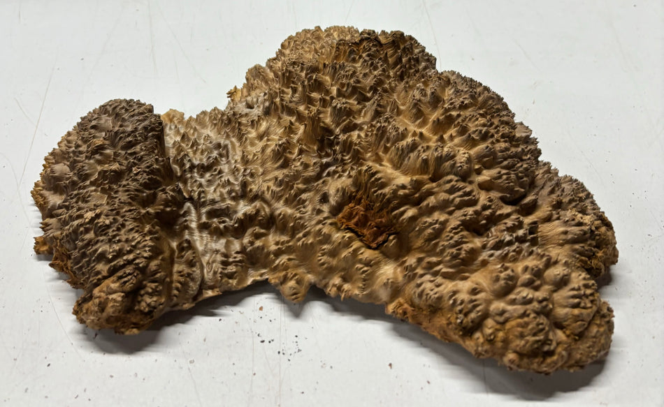 Red Mallee Burl Cookies - 11" x 8" x 3"#3123