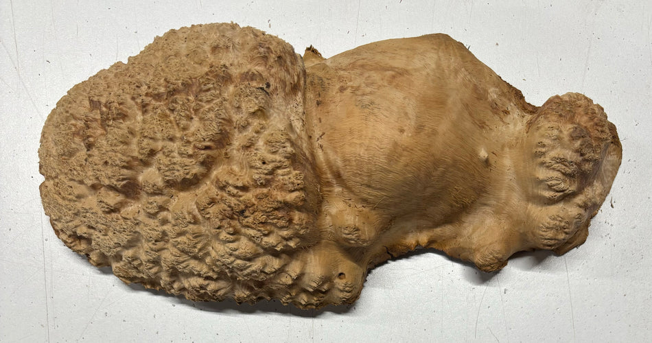 Red Mallee Burl Cookies - 10" x 5" x 3"#3125