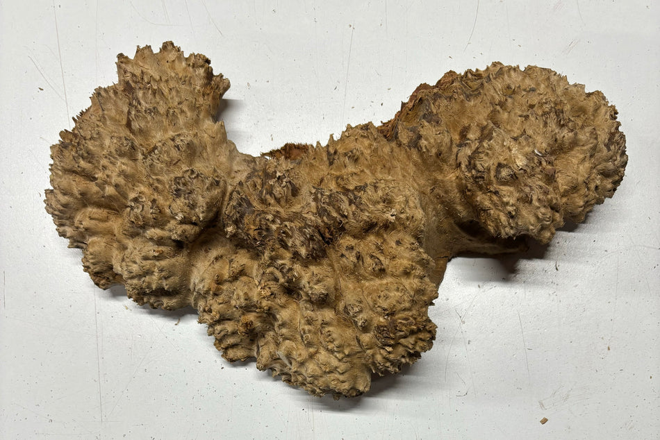 Red Mallee Burl Cookies - 12" x 5" x 3-1/2"#3127